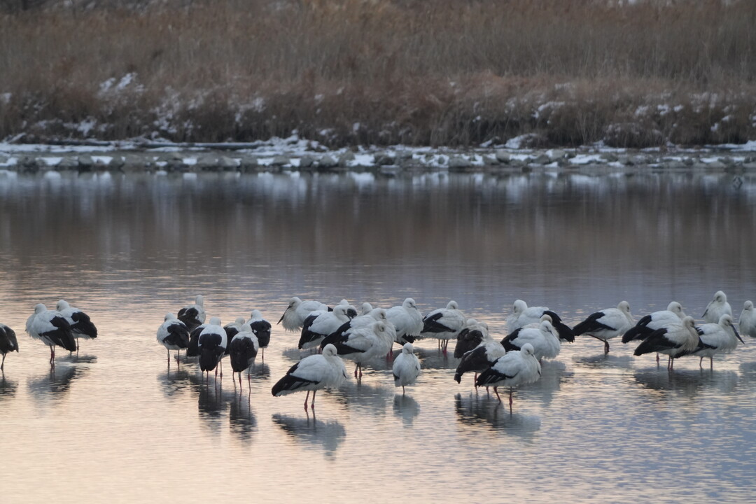 "역대급 황새 떼 해리천에!" 고창 ...